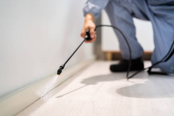 Professional exterminator conducting IPM assessment in Manhattan Beach