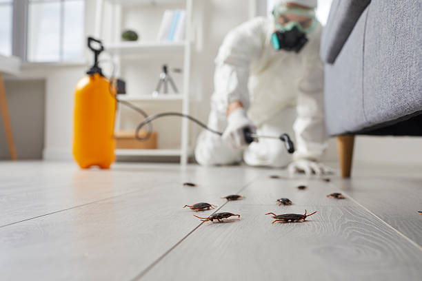 Commercial Kitchen Cockroach Control in Manhattan Beach